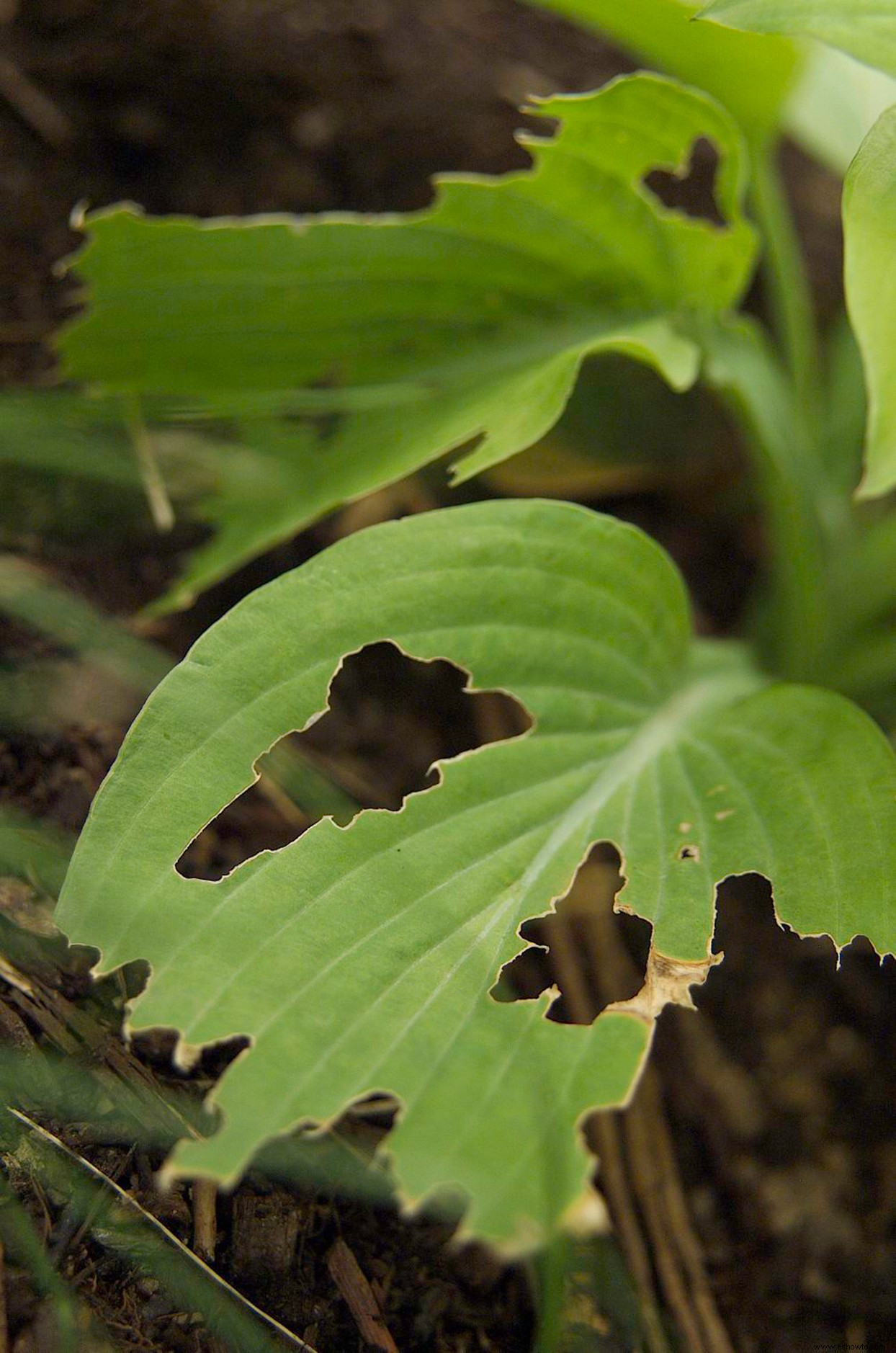 ¿Agujeros en tus hostas? Las babosas son probablemente las culpables 