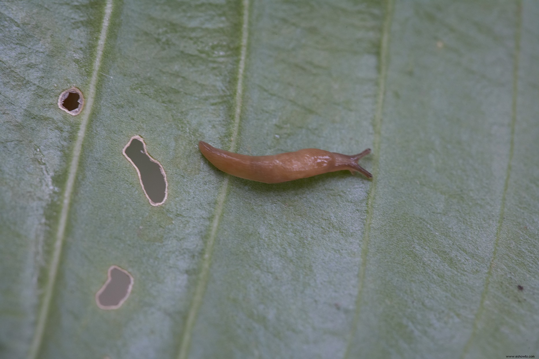 ¿Agujeros en tus hostas? Las babosas son probablemente las culpables 