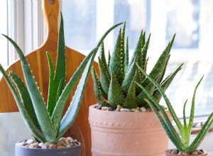 ¿Parece que su planta de aloe vera se está muriendo? Aquí está cómo solucionarlo 