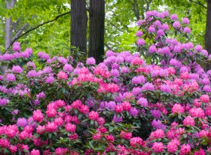 Por qué se enrollan y marchitan las hojas de los rododendros: causas comunes y soluciones efectivas