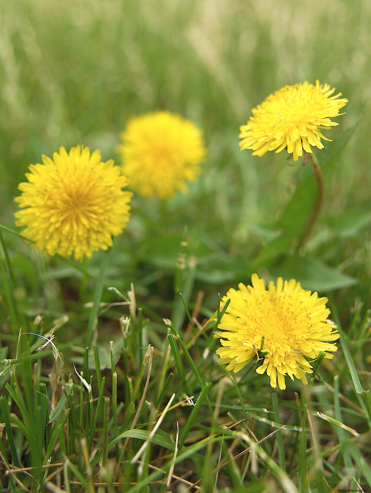 Estos consejos harán que eliminar las malas hierbas de sus macizos de flores sea mucho más fácil 
