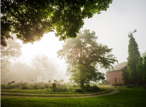 Plantas Ideales para Sombra Matutina y Sol de Tarde: Guía Experta