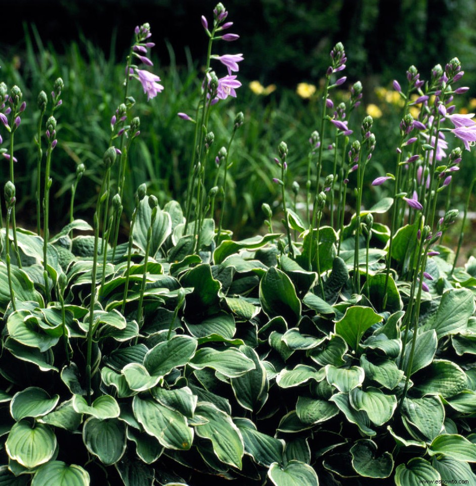 Aquí es cuando debe cortar los tallos florales de sus Hostas 