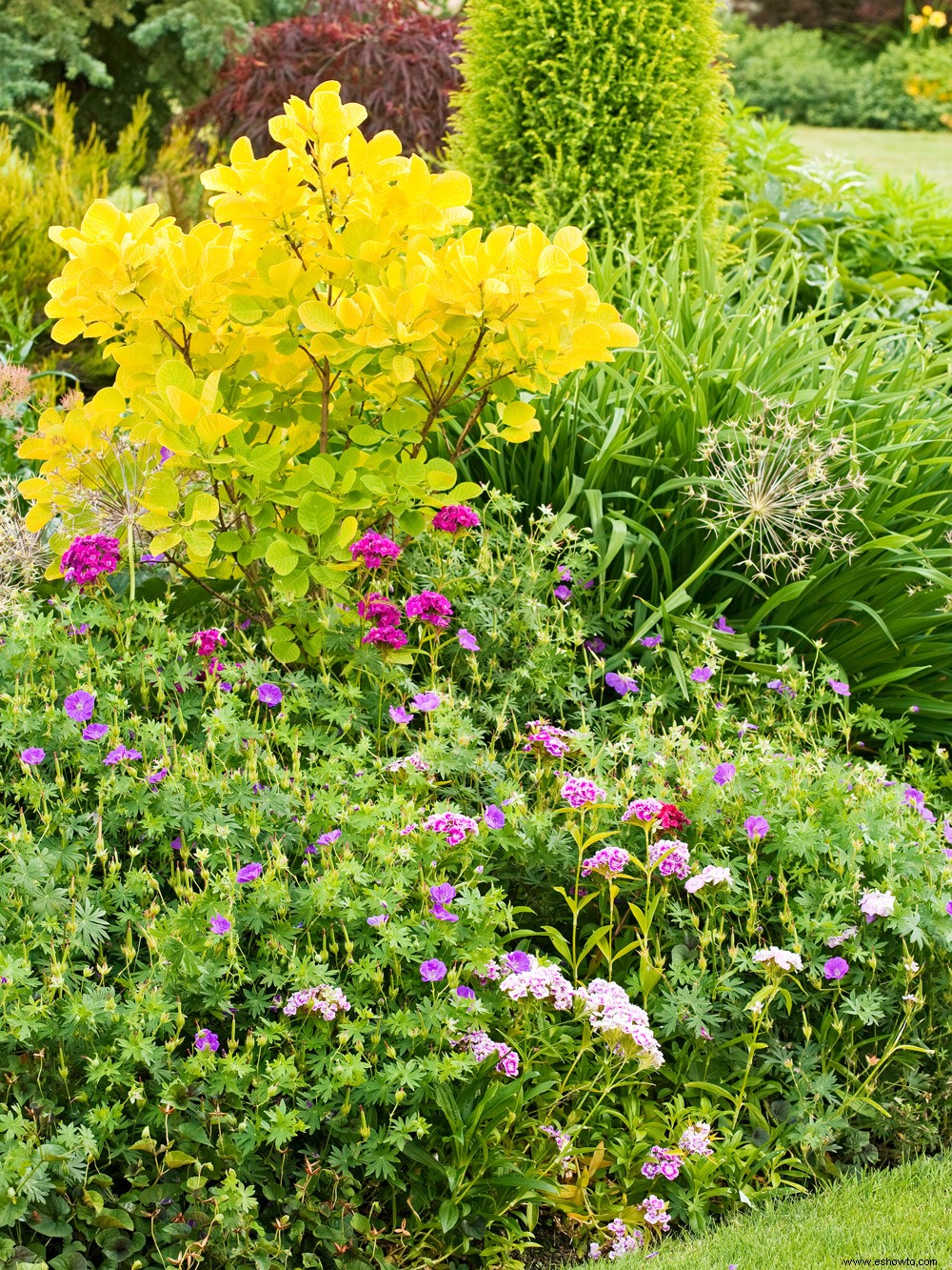 ¿Qué plantas crecen bien a la sombra de la mañana y al sol de la tarde? 