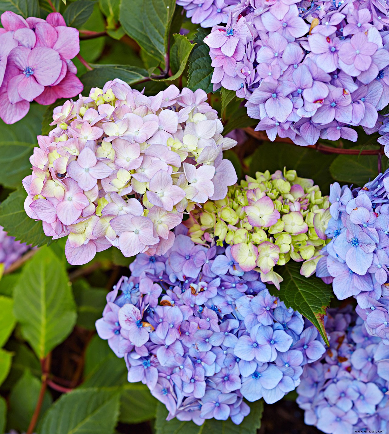 Cómo fertilizar hortensias de verano interminables para aumentar su poder floral 