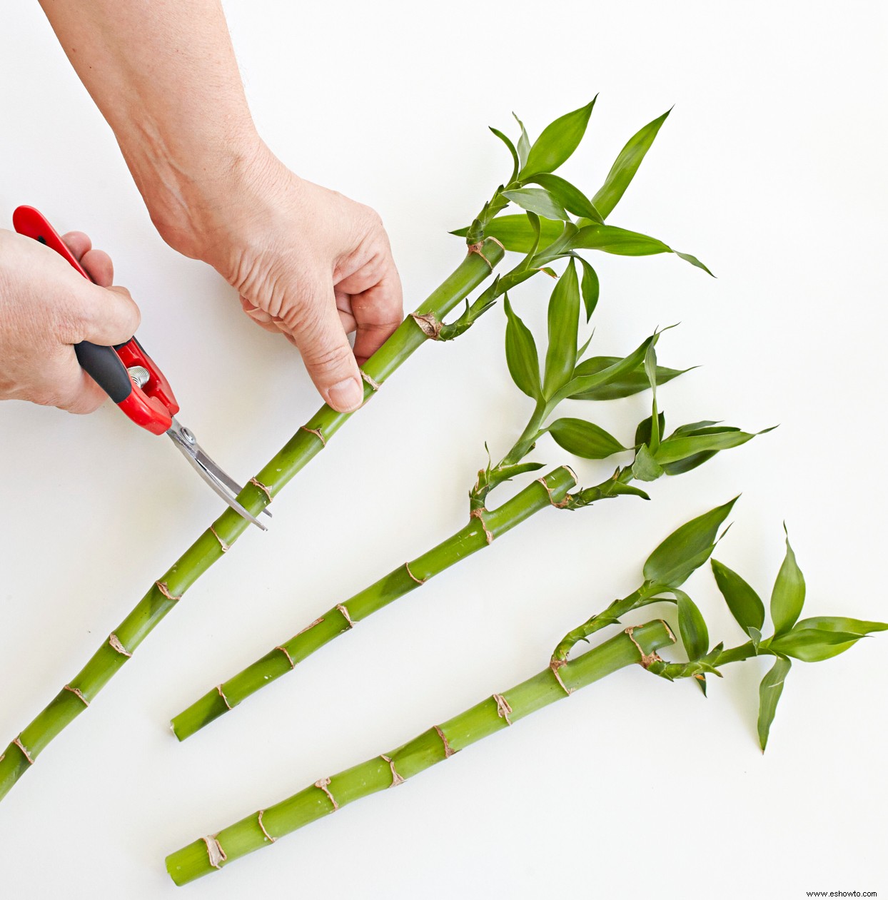 Cómo cultivar y trasplantar bambú de la suerte, además de un sencillo proyecto de bricolaje para exhibirlo 