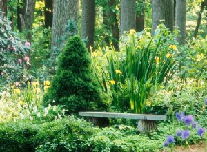 ¿Cuál es el mejor árbol de sombra para la Zona 10 en el sur de California?