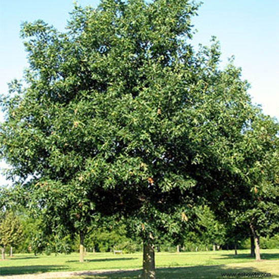 ¿Cuál es el mejor árbol de sombra para la Zona 10 en el sur de California? 