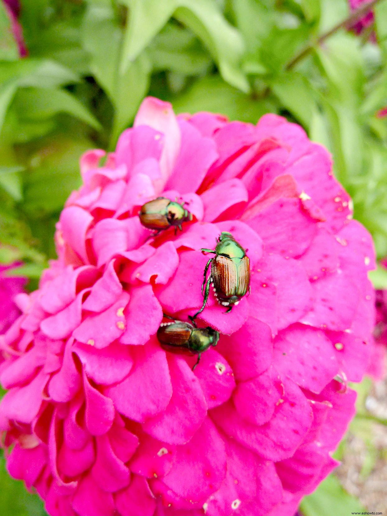 Cómo deshacerse de los escarabajos japoneses cuando invaden su césped y jardín 