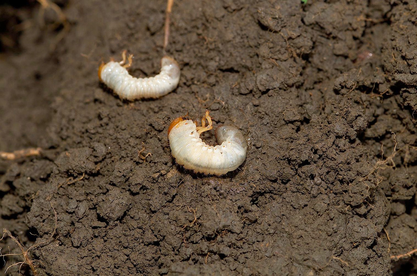 Cómo deshacerse de los escarabajos japoneses cuando invaden su césped y jardín 