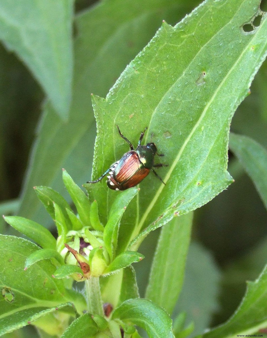 Cómo deshacerse de los escarabajos japoneses cuando invaden su césped y jardín 
