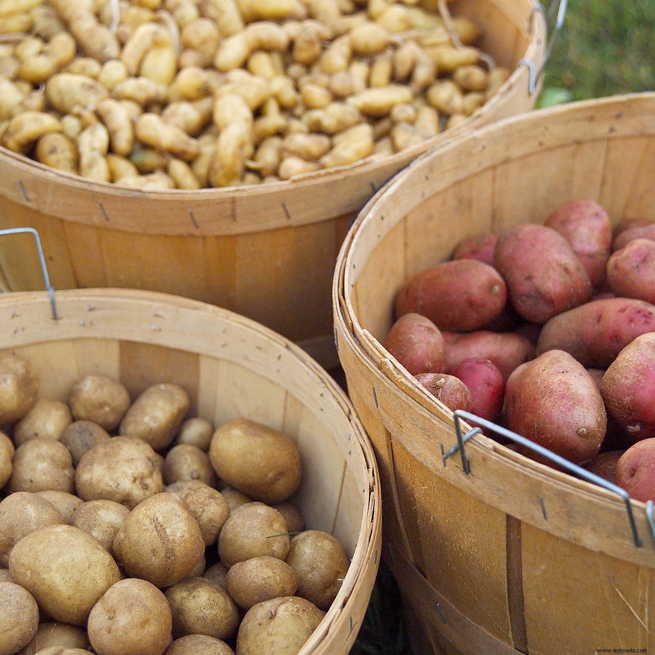 Cómo cultivar papas que prosperarán en un lugar soleado en su jardín 