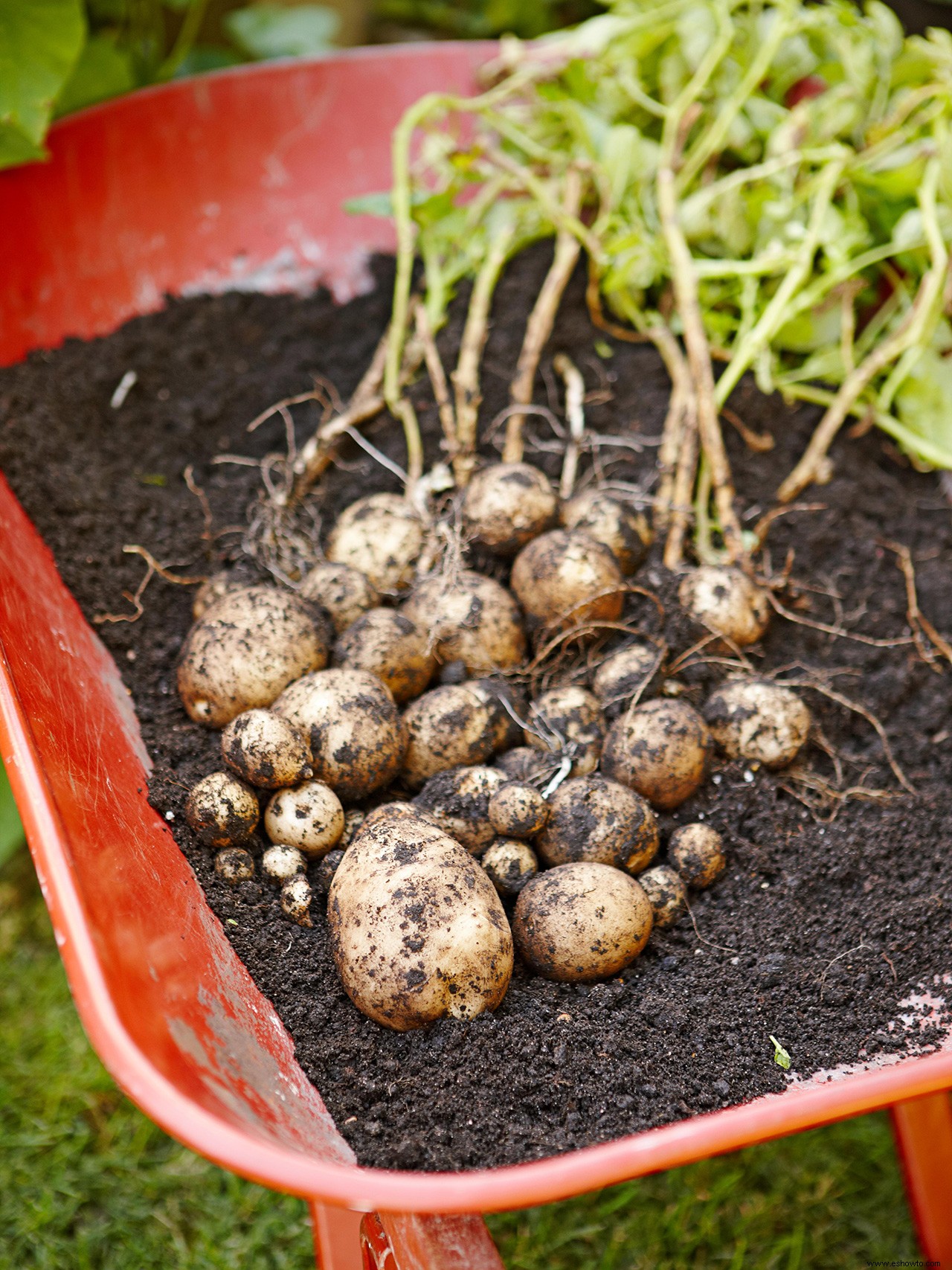 Cómo cultivar papas que prosperarán en un lugar soleado en su jardín 