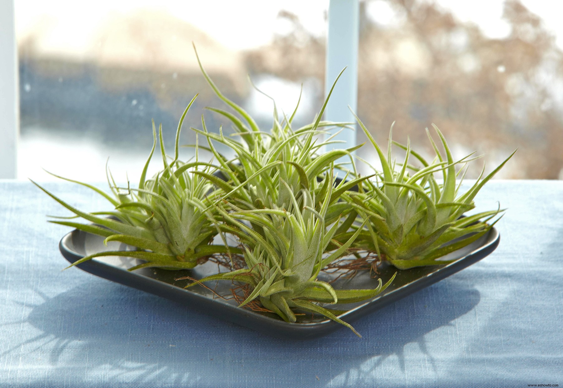 Cultive y cuide las plantas de aire como un profesional:así es como se hace 