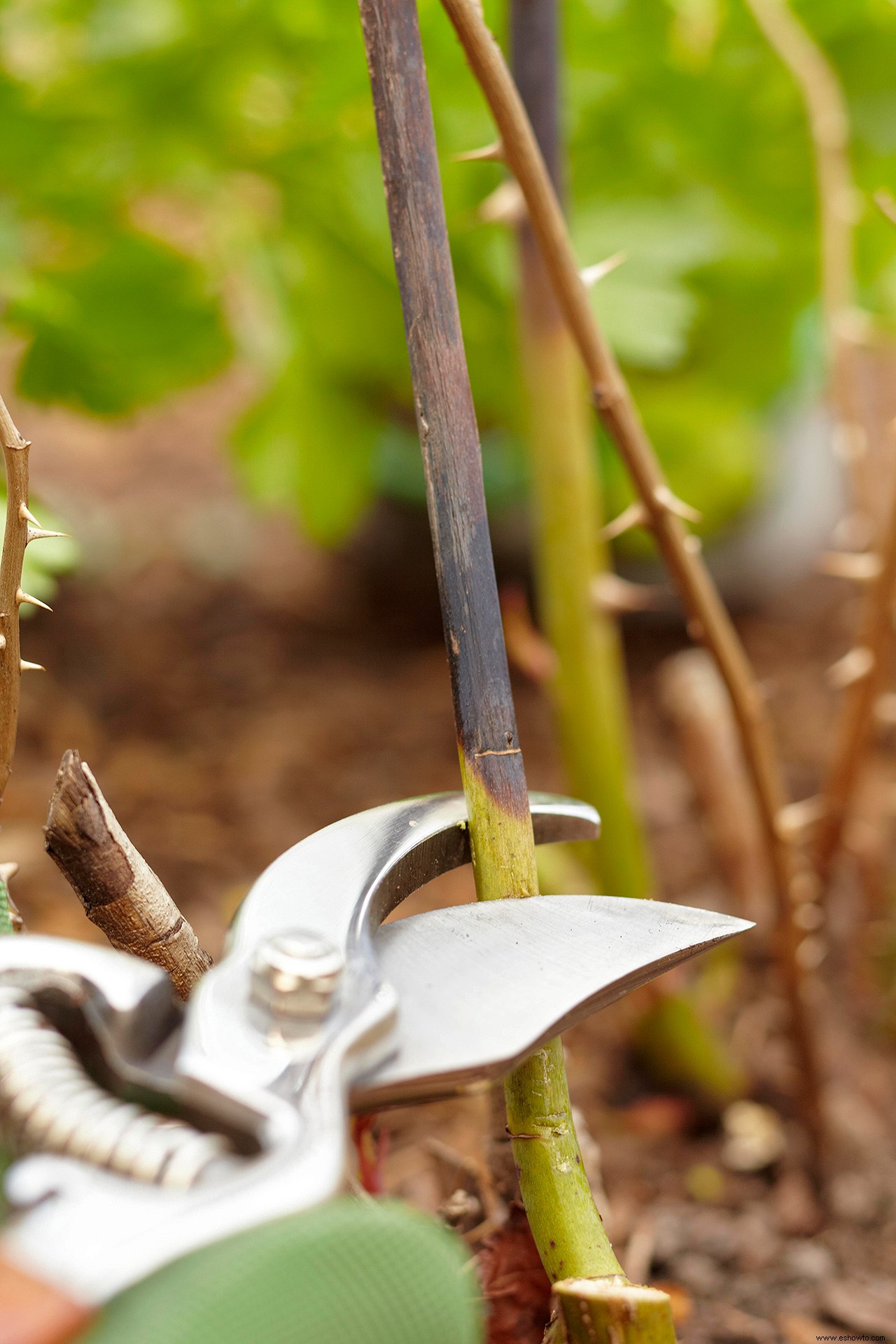 Cómo podar sus rosas para obtener la mayor cantidad de flores y plantas más saludables 