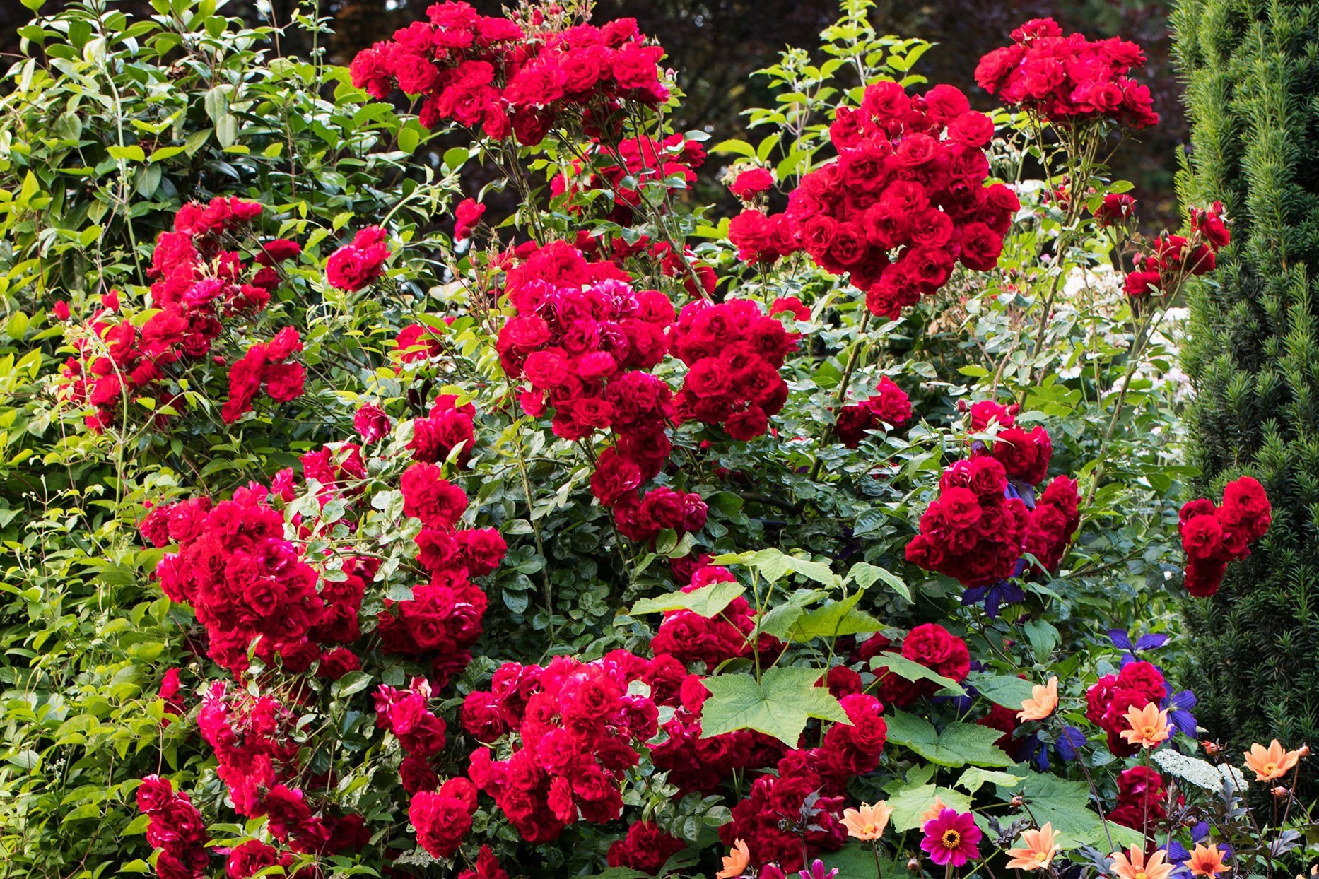 Cómo podar sus rosas para obtener la mayor cantidad de flores y plantas más saludables 