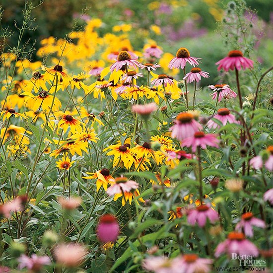 ¿Cuándo puedo plantar con seguridad mis flores anuales en el jardín? 