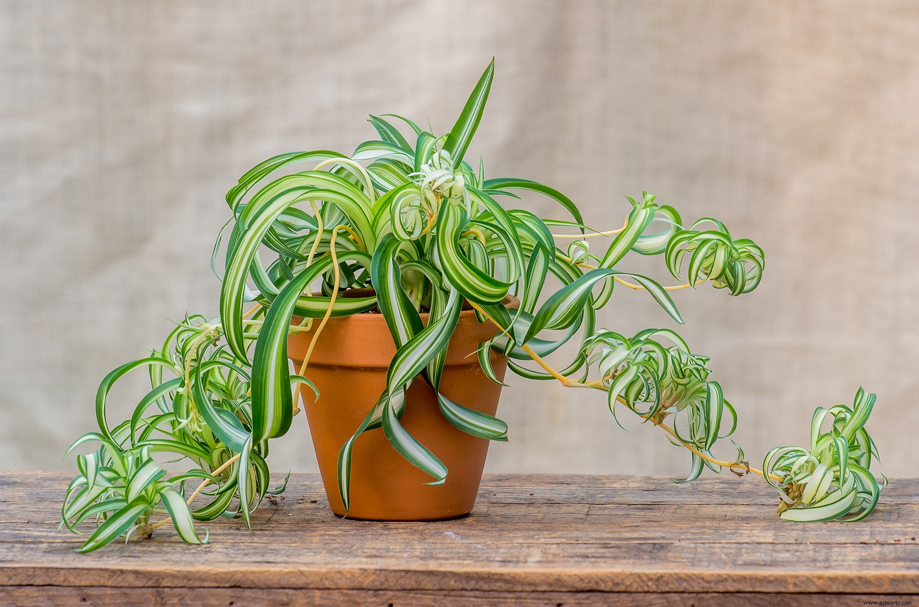 Es tan fácil convertir bebés de plantas de araña en más plantas de interior:así es como 