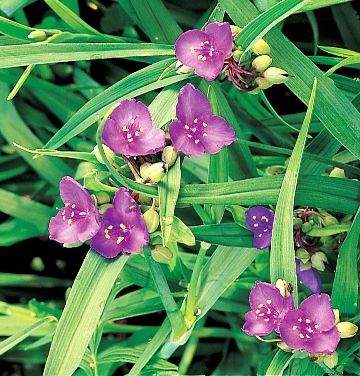 10 bonitas plantas nativas de la pradera para atraer pájaros y mariposas 