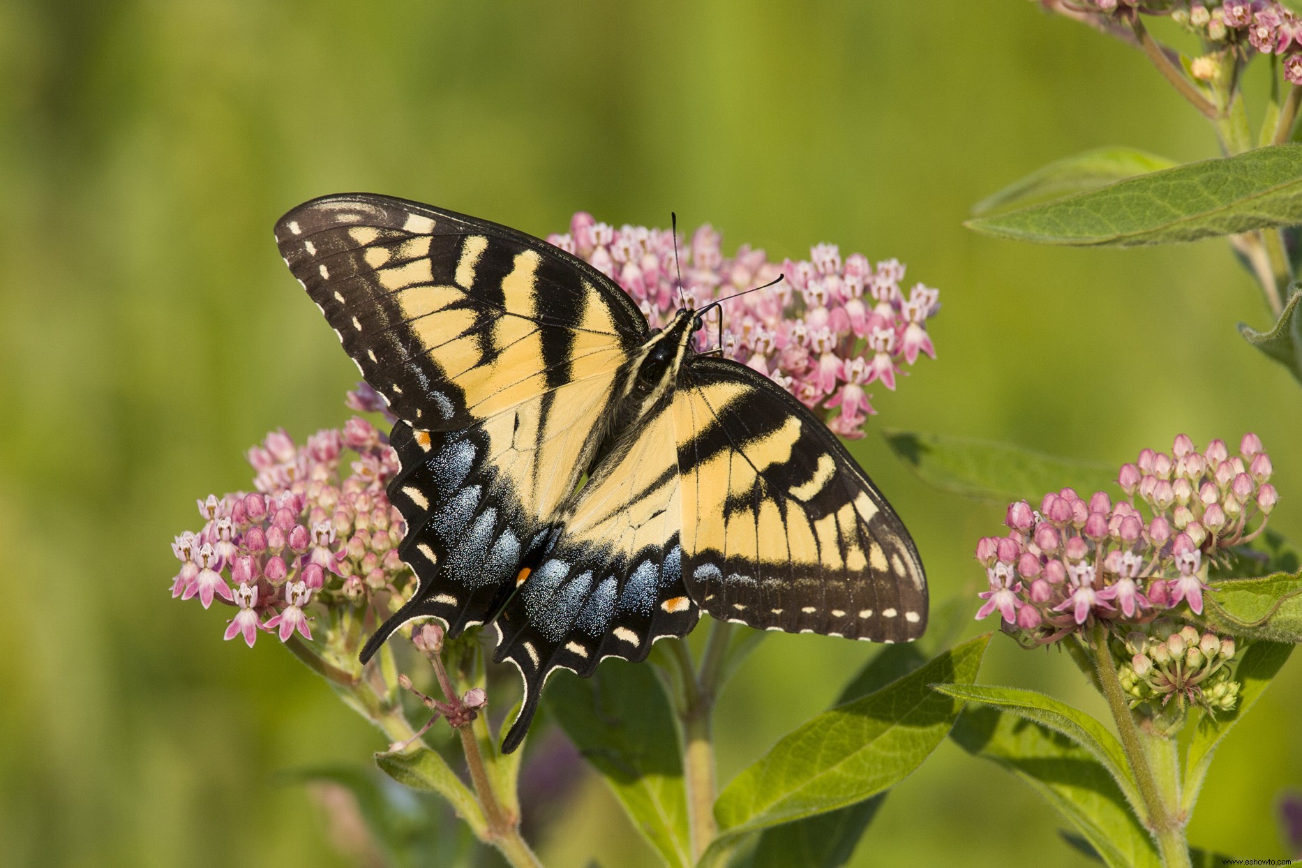 10 bonitas plantas nativas de la pradera para atraer pájaros y mariposas 