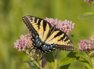 10 Plantas Nativas de Pradera Espectaculares para Atraer Pájaros y Mariposas a tu Jardín