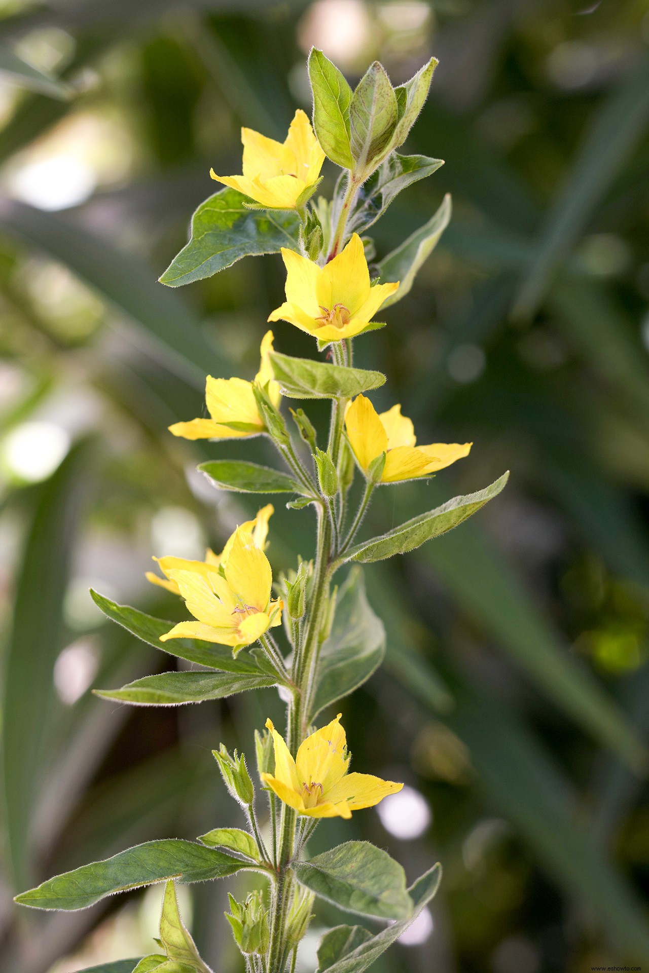 10 bonitas plantas nativas de la pradera para atraer pájaros y mariposas 