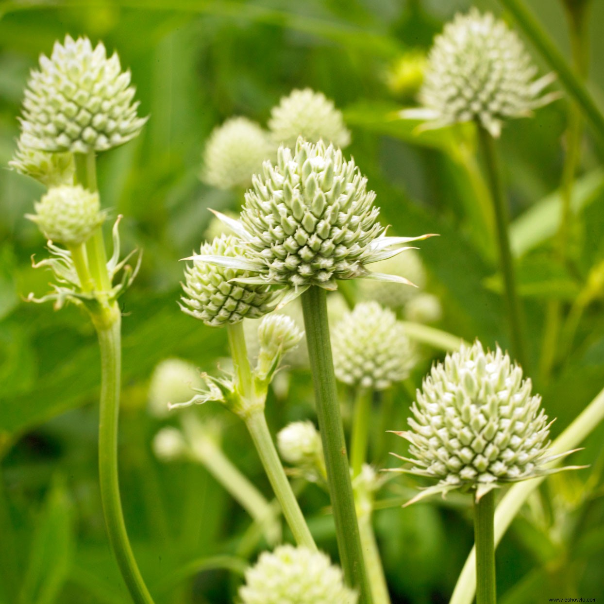 10 bonitas plantas nativas de la pradera para atraer pájaros y mariposas 