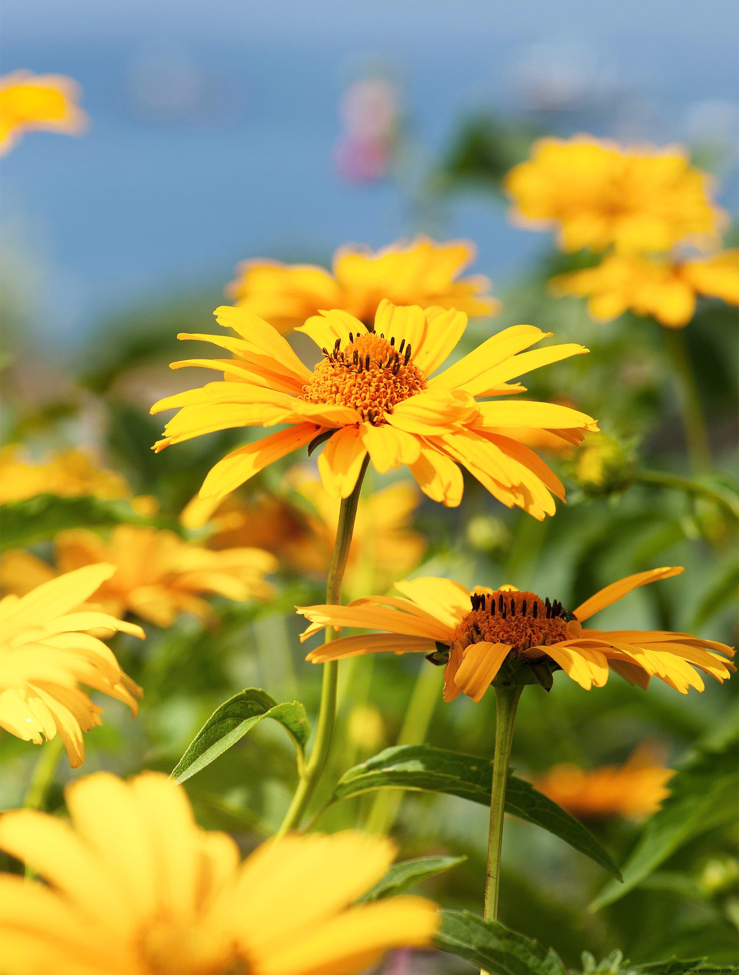 10 bonitas plantas nativas de la pradera para atraer pájaros y mariposas 