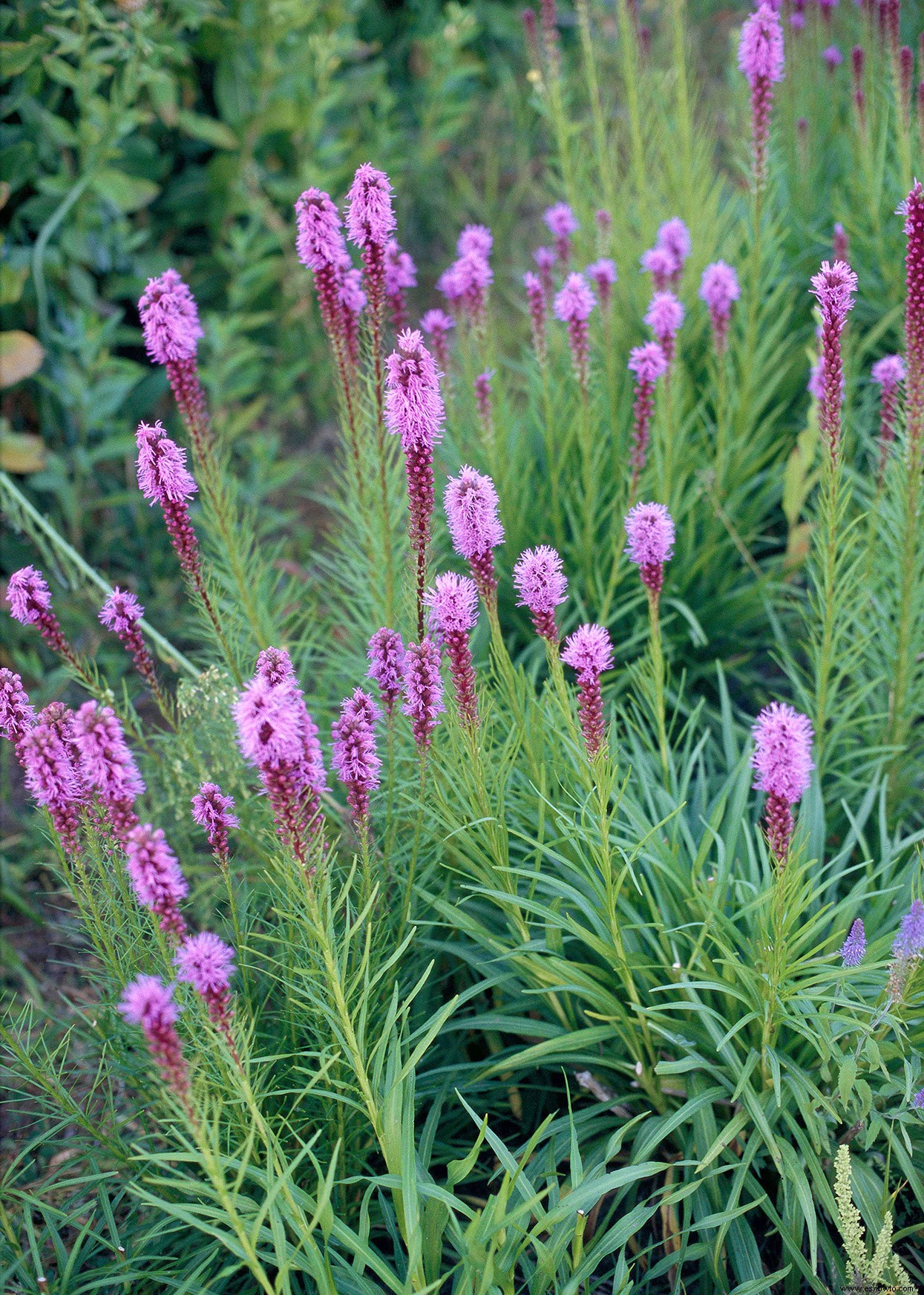 10 bonitas plantas nativas de la pradera para atraer pájaros y mariposas 