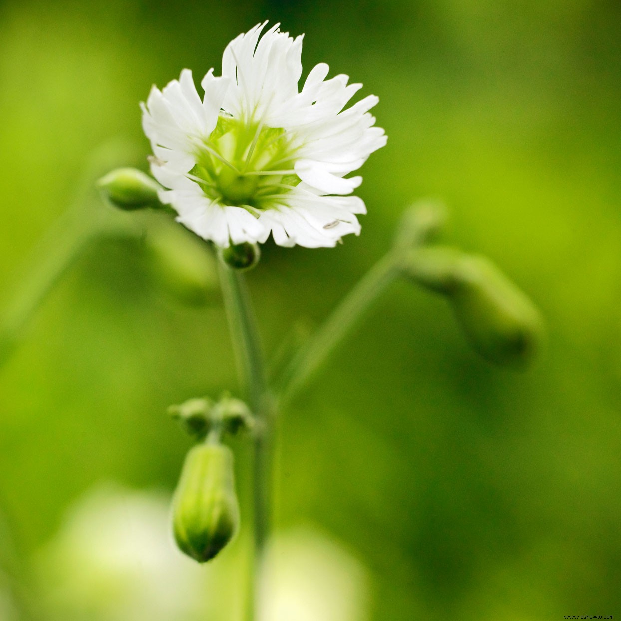 10 bonitas plantas nativas de la pradera para atraer pájaros y mariposas 