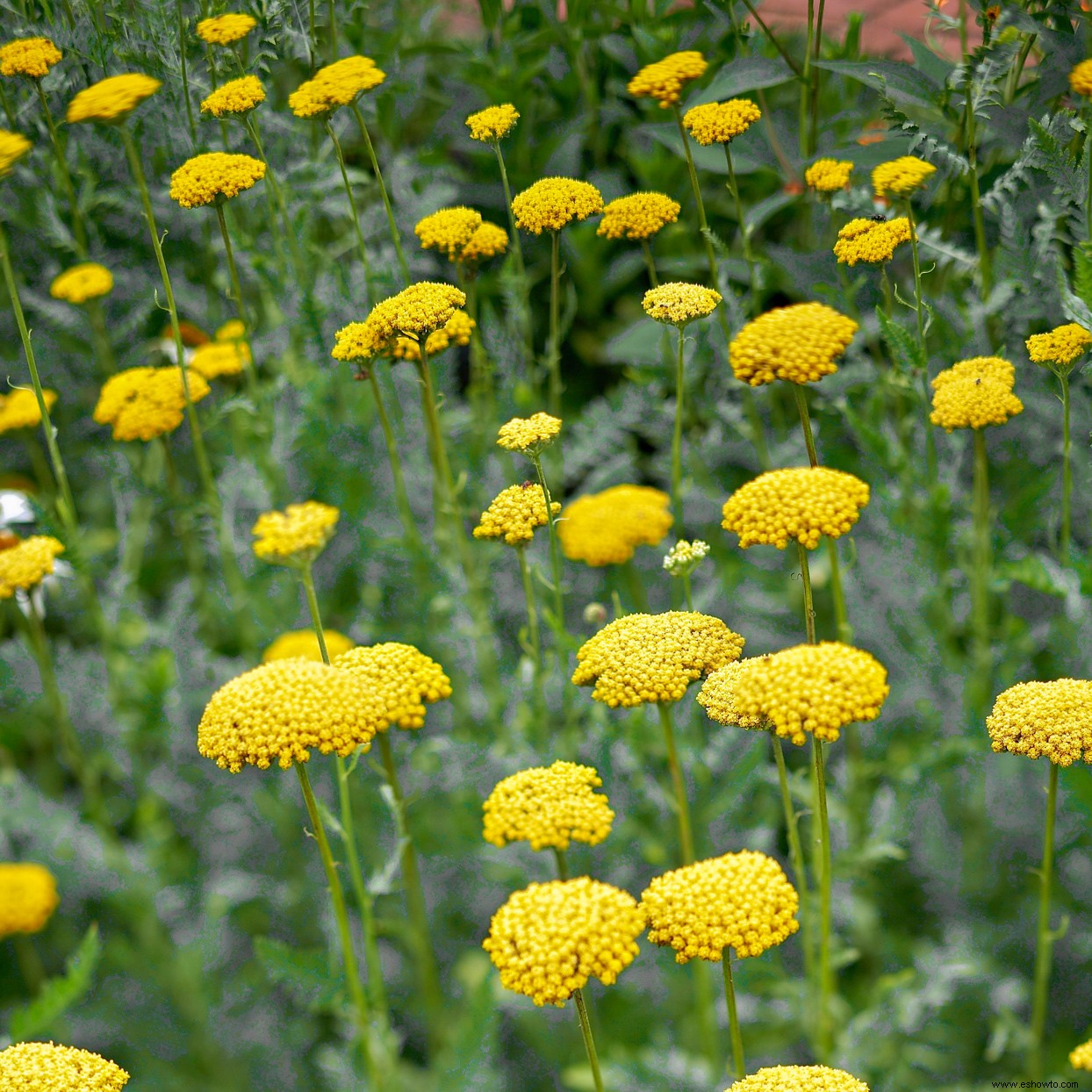 10 bonitas plantas nativas de la pradera para atraer pájaros y mariposas 