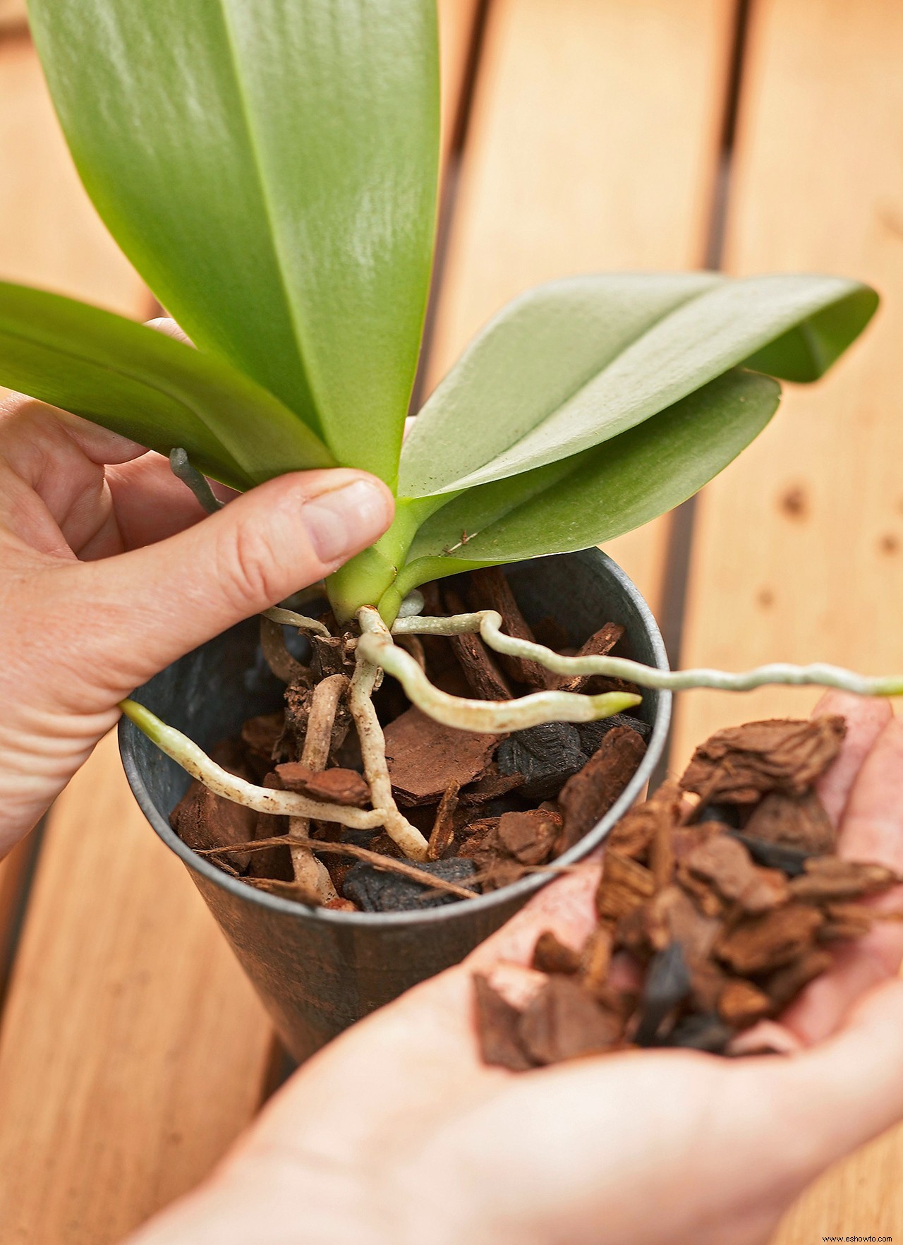 Cómo cultivar las orquídeas más bonitas (y saludables) en su jardín interior 