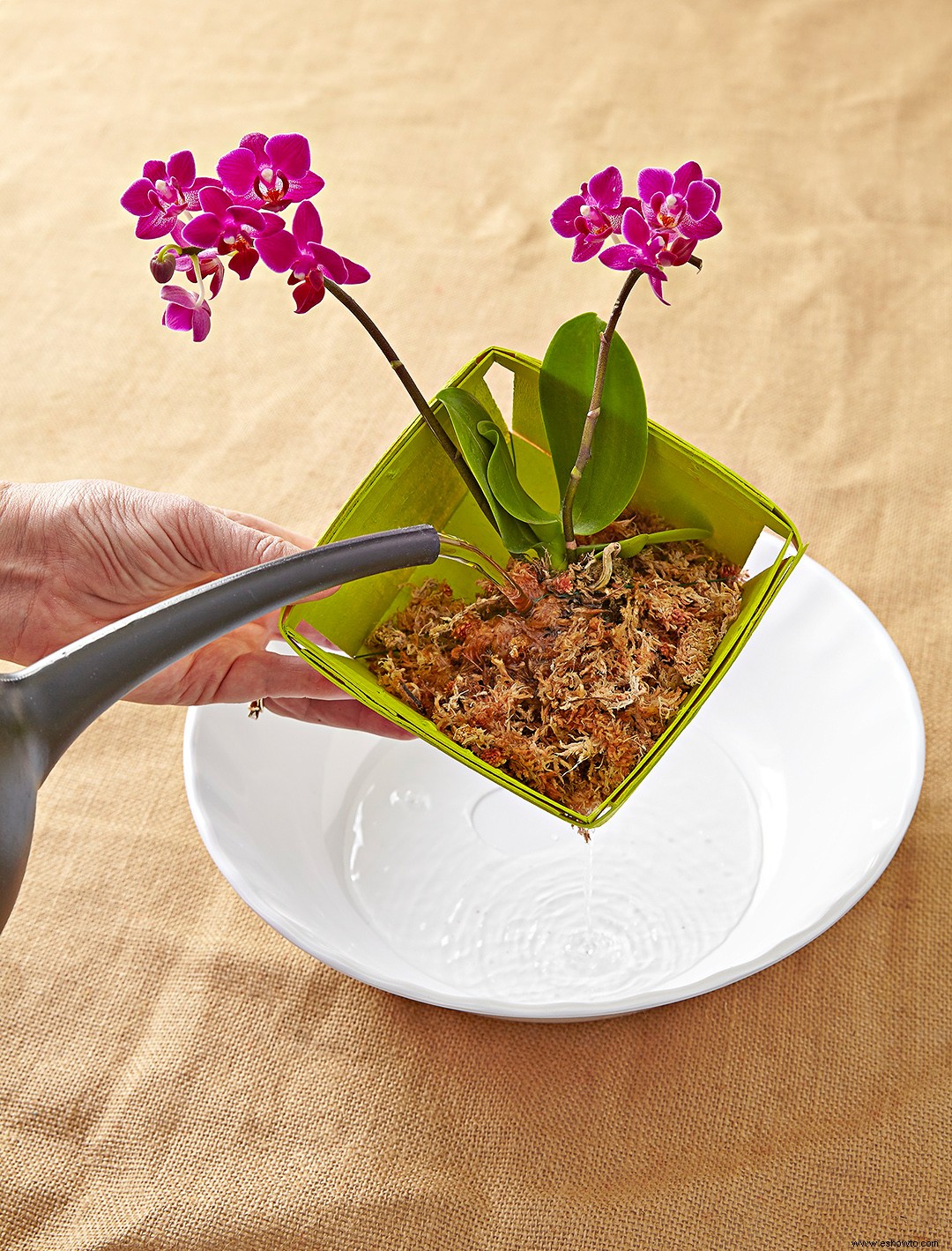 Cómo cultivar las orquídeas más bonitas (y saludables) en su jardín interior 