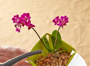 Guía experta: Cómo cultivar orquídeas hermosas y saludables en interiores