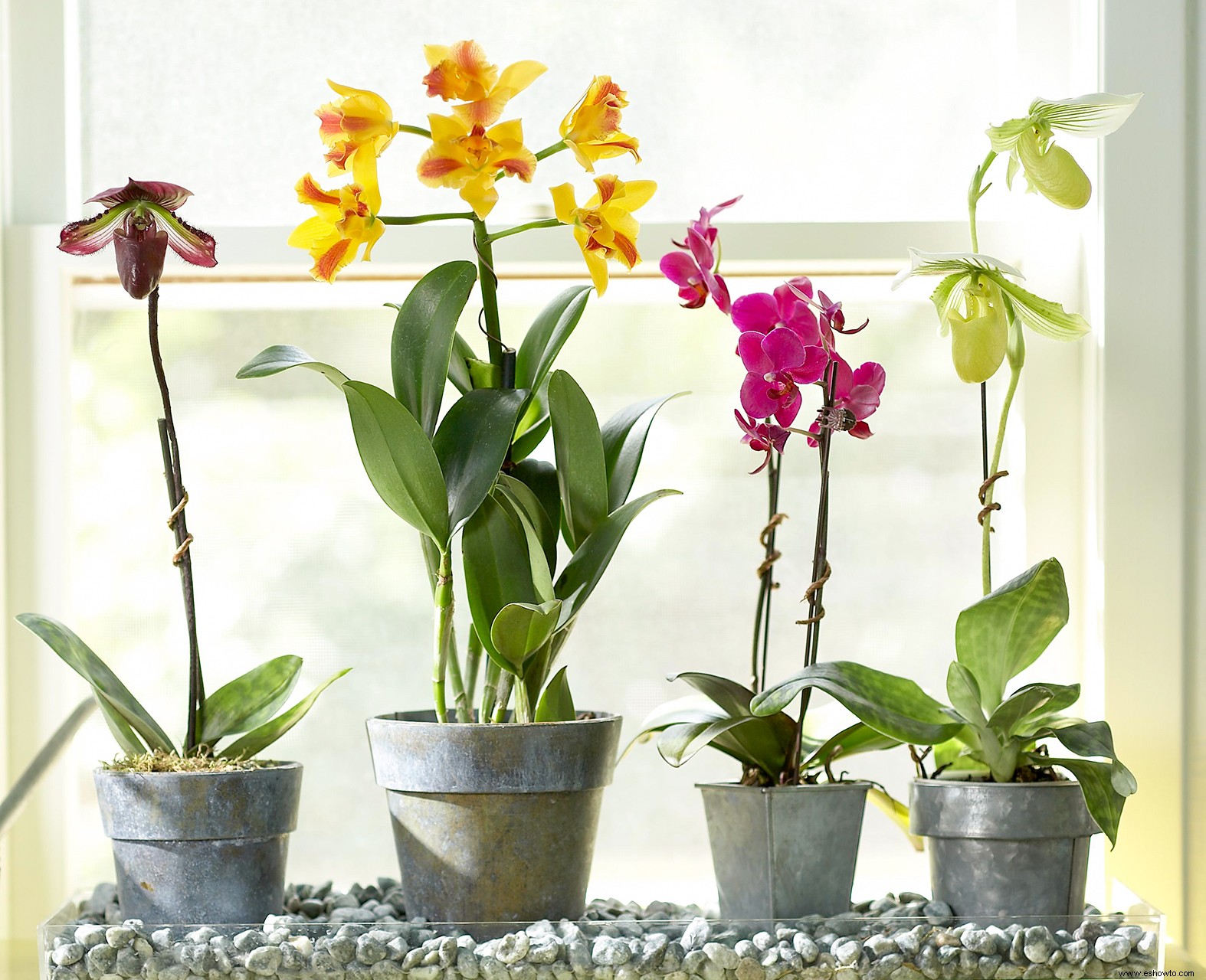 Cómo cultivar las orquídeas más bonitas (y saludables) en su jardín interior 