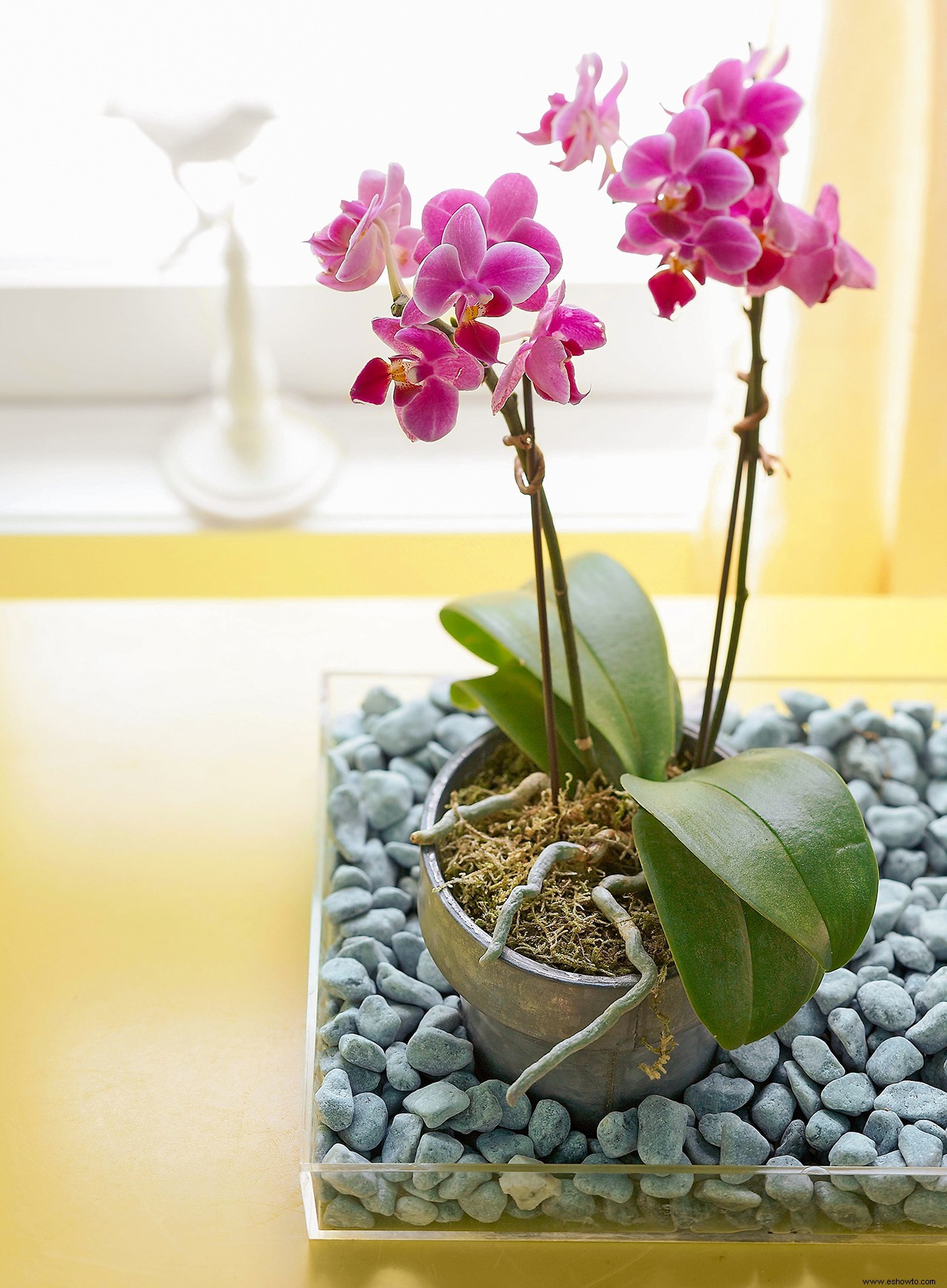 Cómo cultivar las orquídeas más bonitas (y saludables) en su jardín interior 