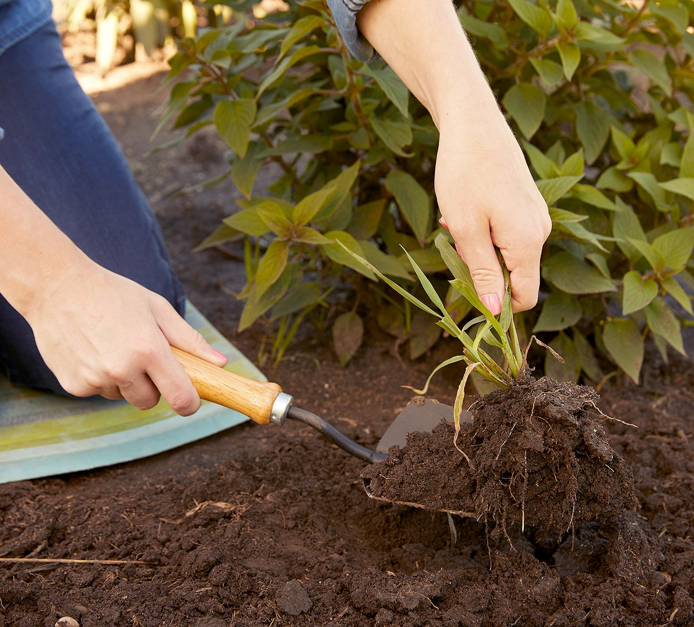 Siga estos 10 pasos esenciales para comenzar bien su primer jardín 