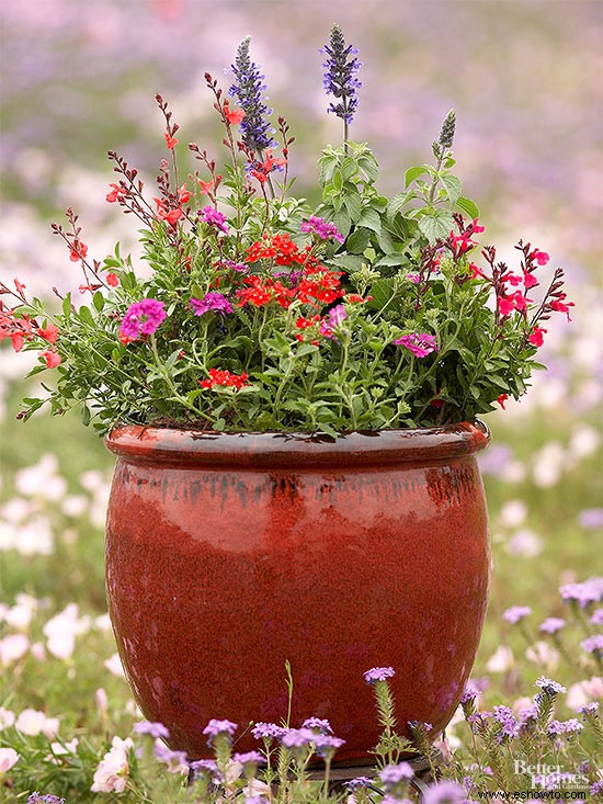 Estas plantas en contenedores amigables con los polinizadores son perfectas para un balcón 