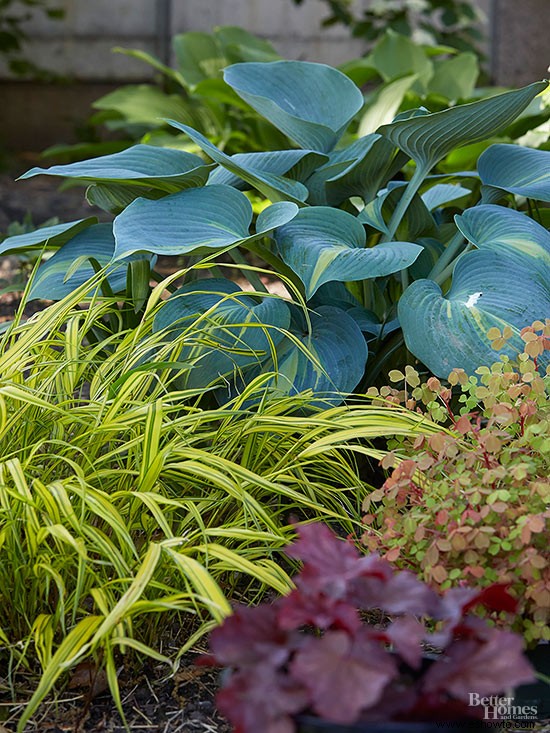 Insectos comiendo Hostas 