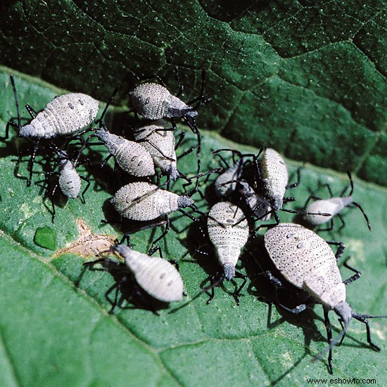 Insectos comiendo Hostas 