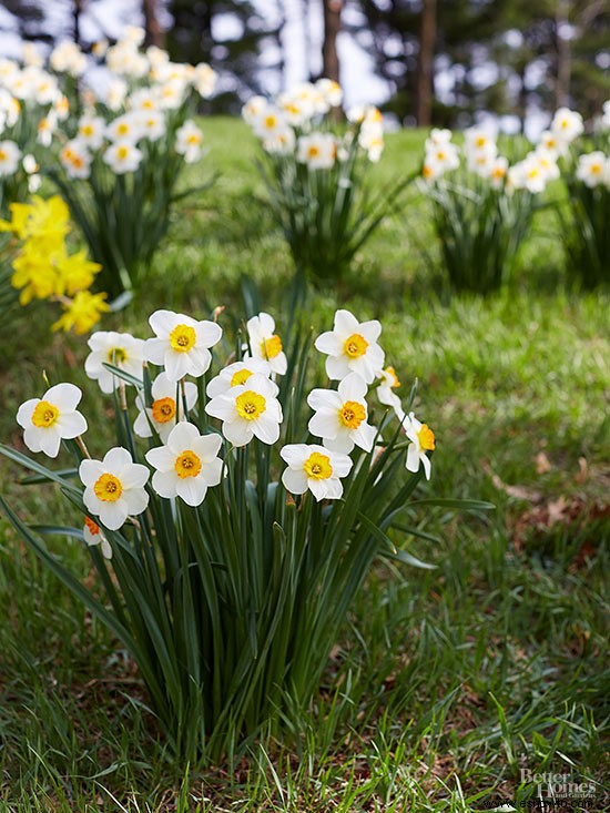 ¿Puedo comenzar nuevas plantas a partir de las vainas de mis narcisos? 