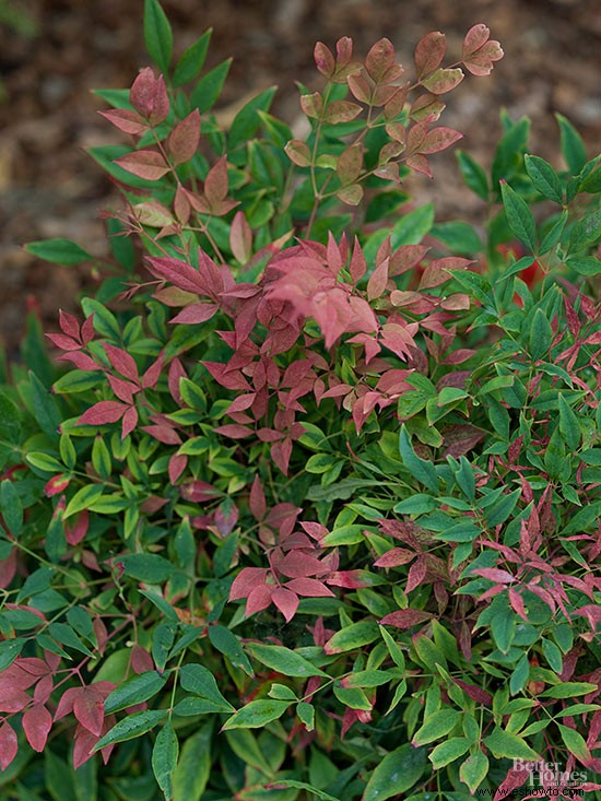 Poda Nandina 