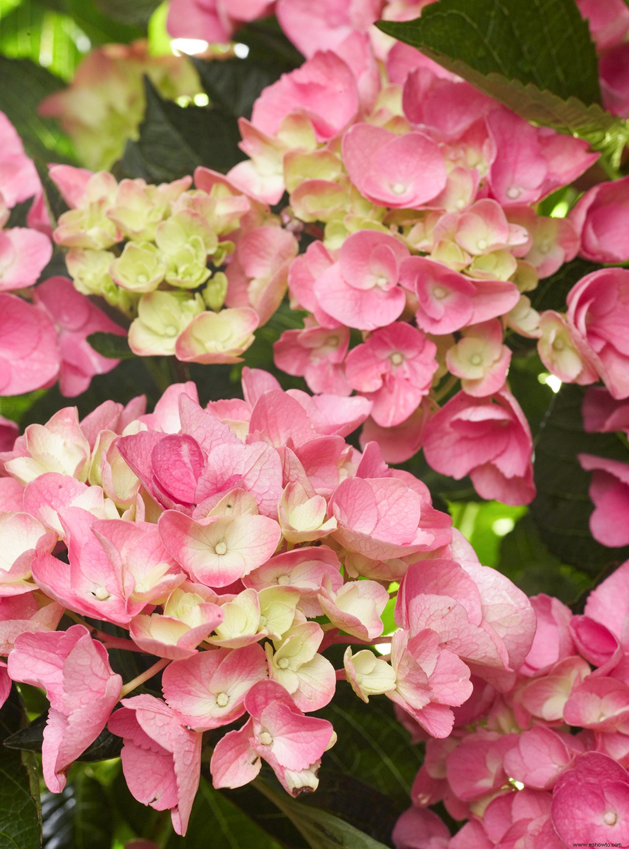 6 consejos para conseguir las flores de hortensia rosa más bonitas en tu jardín 