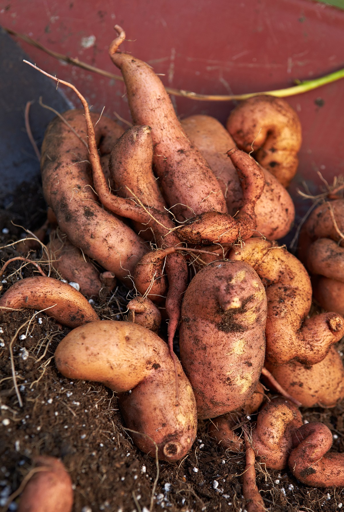 ¿Puedes comer vides ornamentales de patata dulce? Esto es lo que necesita saber 