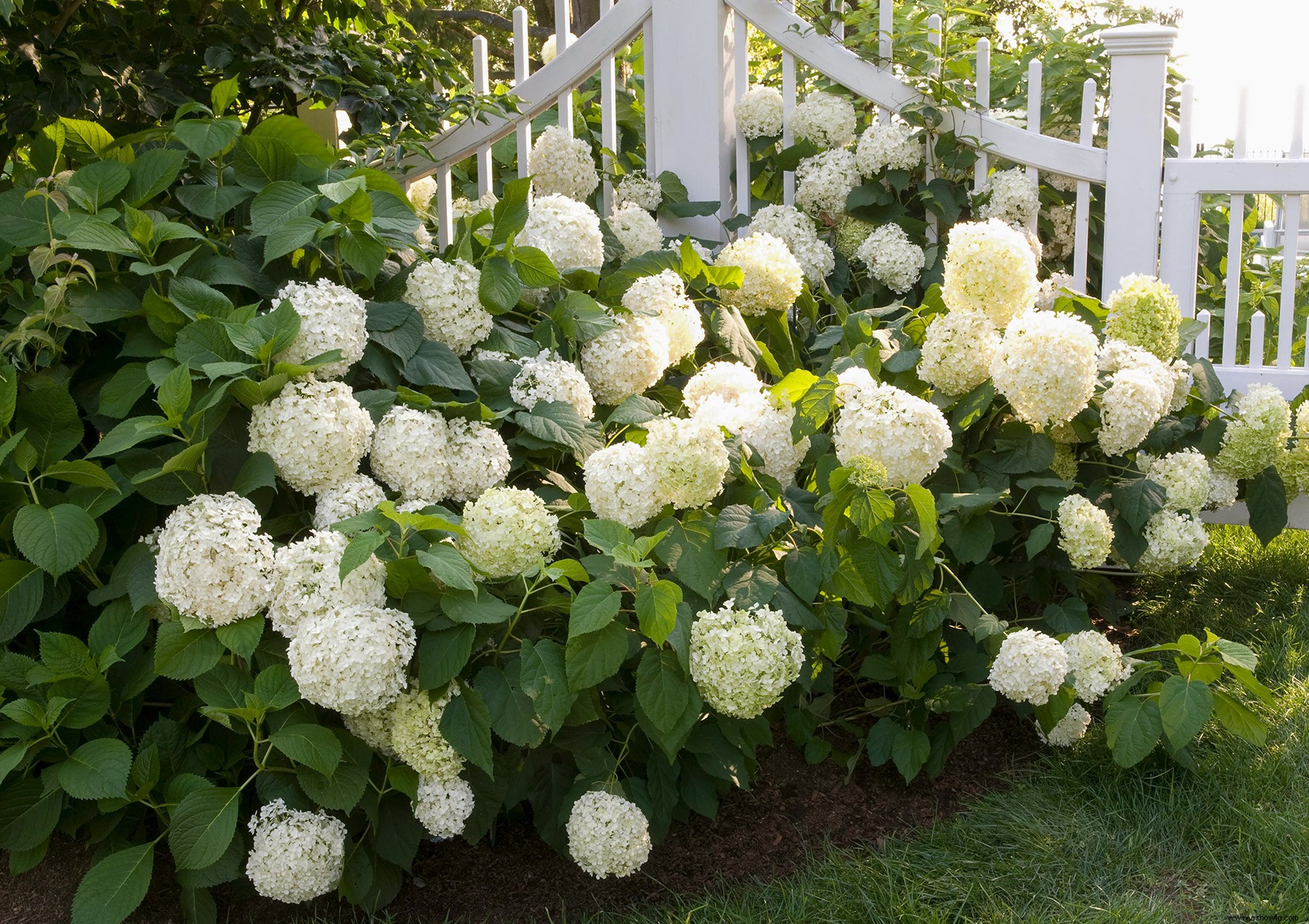 4 pasos para ayudar a que tu hortensia bola de nieve florezca, incluso después de un duro invierno 