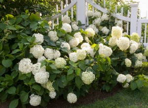 4 pasos esenciales para que tu hortensia bola de nieve florezca abundantemente, incluso tras un invierno riguroso