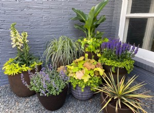 3 Formas Espectaculares de Agrupar Macetas para un Jardín Exuberante en tu Patio