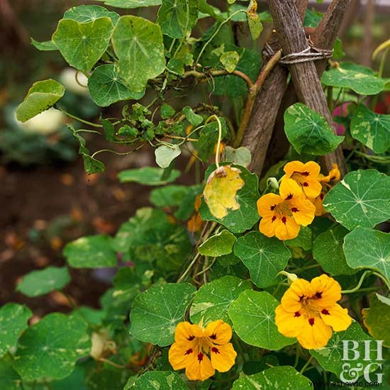 Flores comestibles casi demasiado bonitas para comer 