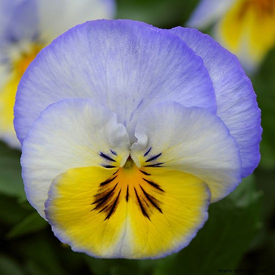 Flores comestibles casi demasiado bonitas para comer 