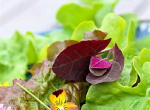 Flores Comestibles: Las Más Bonitas y Seguras para Decorar Tus Platos